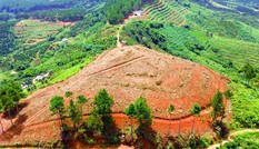 Lâm Đồng: Cưa hạ rừng thông, dùng xe cơ giới “vạt trọc” cả quả đồi để chiếm đất