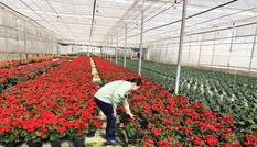 Vì sao Đà Lạt chỉ xuất khẩu được 10% sản lượng hoa?