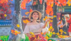 Ngỡ ngàng với con đường phong lá đỏ ở Hà Nội