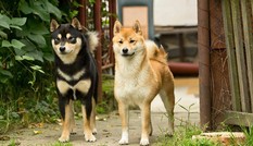Chú chó Nhật được chọn đóng 'Cậu Vàng' là dòng quốc khuyển, có giá vài nghìn USD