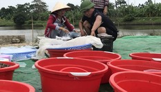 Nghề 'săn lộc trời' kiếm hàng chục triệu mỗi ngày ở Hải Phòng