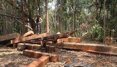 Chưa hoàn thành hồ sơ xin giao đất, công ty nông lâm sản đã trồng 500 ha rừng