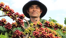 NESCAFÉ Plan hỗ trợ tái canh hơn 36 nghìn ha cà phê già cỗi ở Tây Nguyên