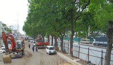 Hà Nội: Bắt đầu chặt hạ, di dời 1.300 cây xanh