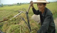 Xuất khẩu gạo hàng đầu thế giới, nông dân vẫn nghèo: Sẽ giảm trồng lúa