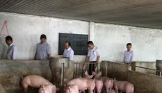 Bộ kêu gọi tái đàn heo, địa phương nói phải thực tế