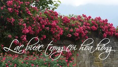 Lạc bước trong cõi hoa hồng Fansipan