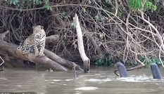 Bất ngờ với loài vật được mệnh danh là 'báo nước' khiến báo đốm bỏ chạy khi gặp