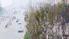 Cây phong trồng tại Hà Nội: Vì sao lá không đỏ?