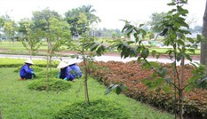 Có một công viên hoa anh đào ở Hà Nội