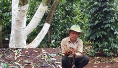 Nông dân điêu đứng vì 'ghen ăn tức ở'