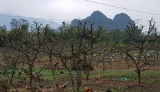 Nghĩ thêm từ cây na Tổ