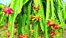 Phân bón hữu cơ Hiệp Thanh - vì nông nghiệp xanh