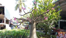 Dàn cây cảnh sứ 'chân dài' chơi Tết độc nhất miền Tây