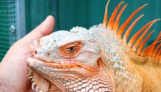 Rồng Nam Mỹ - Thú cưng độc lạ miền Tây