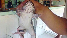 Phát hiện ếch sáu chân