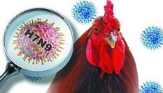 Trung Quốc phát hiện trường hợp nhiễm cúm H7N9
