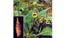 Bài thuốc trị nếp nhăn trên mặt