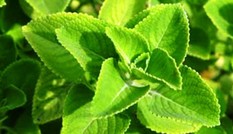 9 loại cây trồng trong nhà làm gia vị và thuốc chữa bệnh