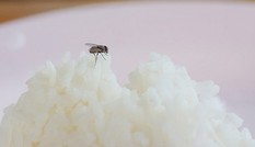 Chạm chân vào thức ăn, ruồi 'nhả' hơn 200 loại vi khuẩn độc hại
