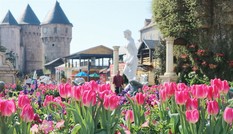 Đón Tết thật phong cách với triệu hoa tulip trên đỉnh Bà Nà Đón Tết thật phong cách với triệu hoa tulip trên đỉnh Bà Nà