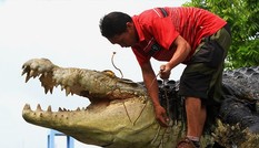 Cá sấu xổng chuồng dài 5m nặng 590kg ăn thịt người huấn luyện Cá sấu xổng chuồng dài 5m nặng 590kg ăn thịt người huấn luyện