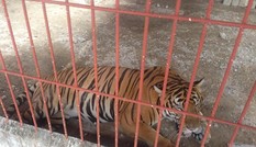 Chưa xử lý dứt điểm vụ hổ cắn lìa tay người