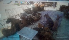 Chi tiết phương thức hoạt động của băng nhóm trộm chó quy mô lớn ở Thanh Hóa