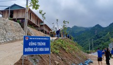 Trung ương Đoàn hỗ trợ trồng 600 cây hoa ban tại huyện Mường Lát