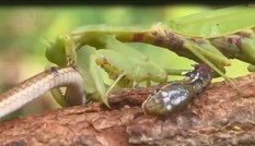 VIDEO: Sốc nặng trước cảnh bọ ngựa hạ sát rắn VIDEO: Sốc nặng trước cảnh bọ ngựa hạ sát rắn