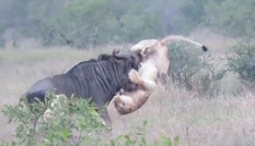 VIDEO: Bất cẩn khi săn mồi, sư tử bị linh dương húc thủng bụng
