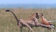 Báo cheetah tăng tốc, tóm gọn linh dương