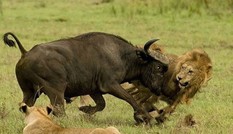 Trâu rừng phát điên, húc sư tử bay lên trời