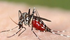 Nguy hiểm: Muỗi truyền sốt xuất huyết cũng truyền bệnh Zika gây dị tật thai nhi