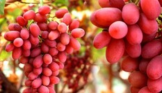 Những thực phẩm bổ máu, cực kỳ tốt cho thận