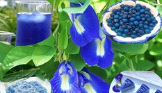 'Thần dược' hoa đậu biếc chữa bách bệnh, cả ung thư, tiểu đường?