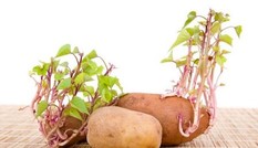 Những loại củ mọc mầm cực độc, biết mà tránh kẻo 'tàn đời'