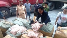 Thu giữ 1,5 tấn sụn gà “bẩn” trên xe khách chạy từ Lào về