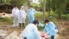 Dịch tả lợn châu Phi tái bùng phát tại TT-Huế ngay sau khi công bố hết dịch