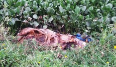 Dịch tả lợn châu Phi lan chóng mặt, lợn chết vứt bừa xuống kênh