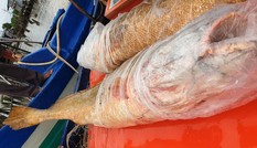 Cá sủ vàng 'khủng' xuất hiện sau 30 năm ở Cà Mau
