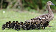 Tài xế vướng vòng lao lý vì cố tình đi qua đàn vịt