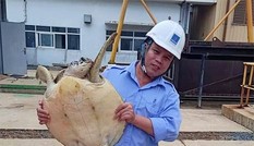 Đồi mồi quý hiếm kẹt tại guồng máy bơm