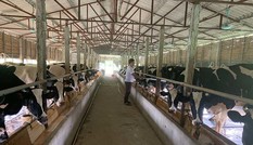 Làng 'vàng trắng' tỷ phú ven sông Hồng, 1 năm chia nhau 400 tỷ