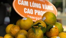 Cam ngoại 'tấn công', cam Cao Phong giảm giá chính vụ