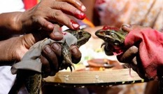 Cặp cóc ‘kết hôn’ để cầu mưa, hai tháng sau bị ép ‘li hôn’ vì mưa quá nhiều