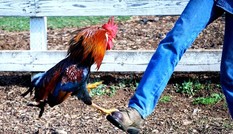 Bà lão bị gà mổ chết và sự nguy hiểm của bệnh giãn tĩnh mạch