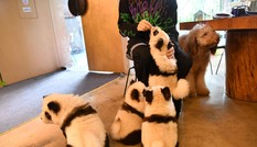 Hô biến chó xù thành gấu trúc: Thú cưng bị tổn thương thế nào?