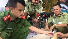 Truy tìm chủ sở hữu lô ngà voi vừa bị bắt tại Bình Định