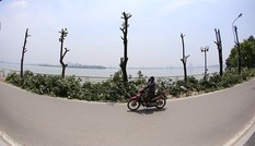 Nắng 'vỡ đầu' trên con đường hàng trăm cây hoa sữa bị chặt hạ ở Hà Nội